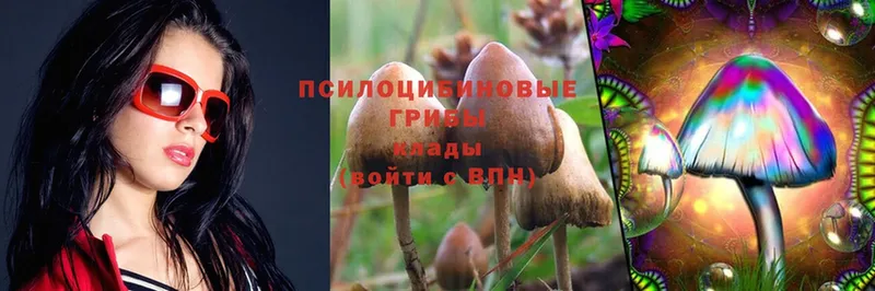 Галлюциногенные грибы Psilocybine cubensis  Абинск 